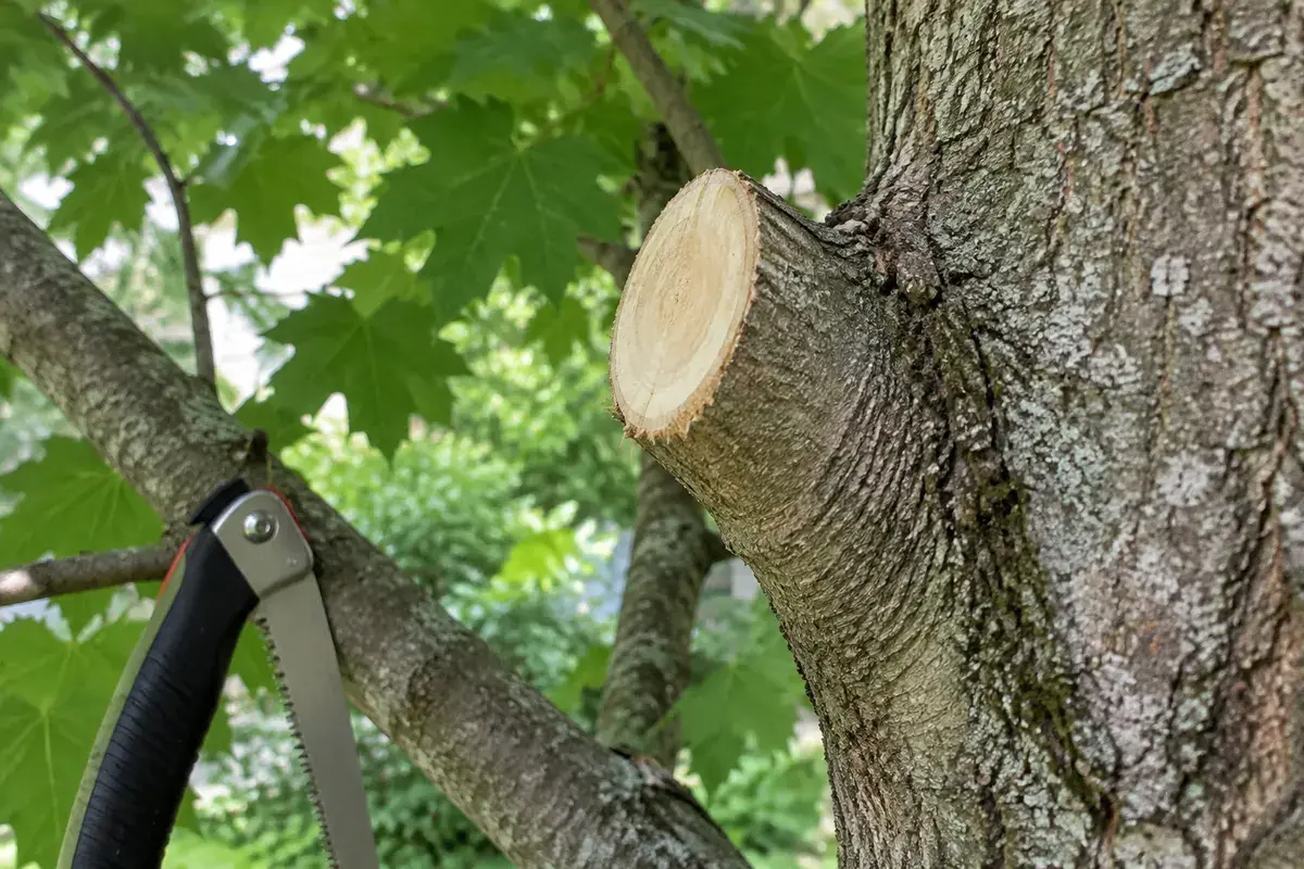 Branche d’érable recoupée en laissant un chicot de quelques centimètres, bois clair à nu, scie d’élagage pliante accrochée à côté