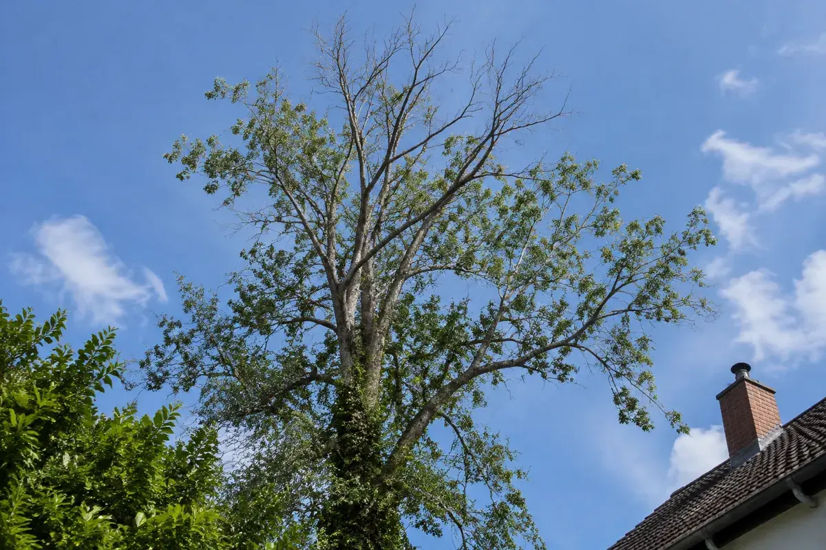 Grand frêne près d’une maison, le haut de la couronne sec et sans feuilles, le reste du feuillage clairsemé, sous un ciel bleu