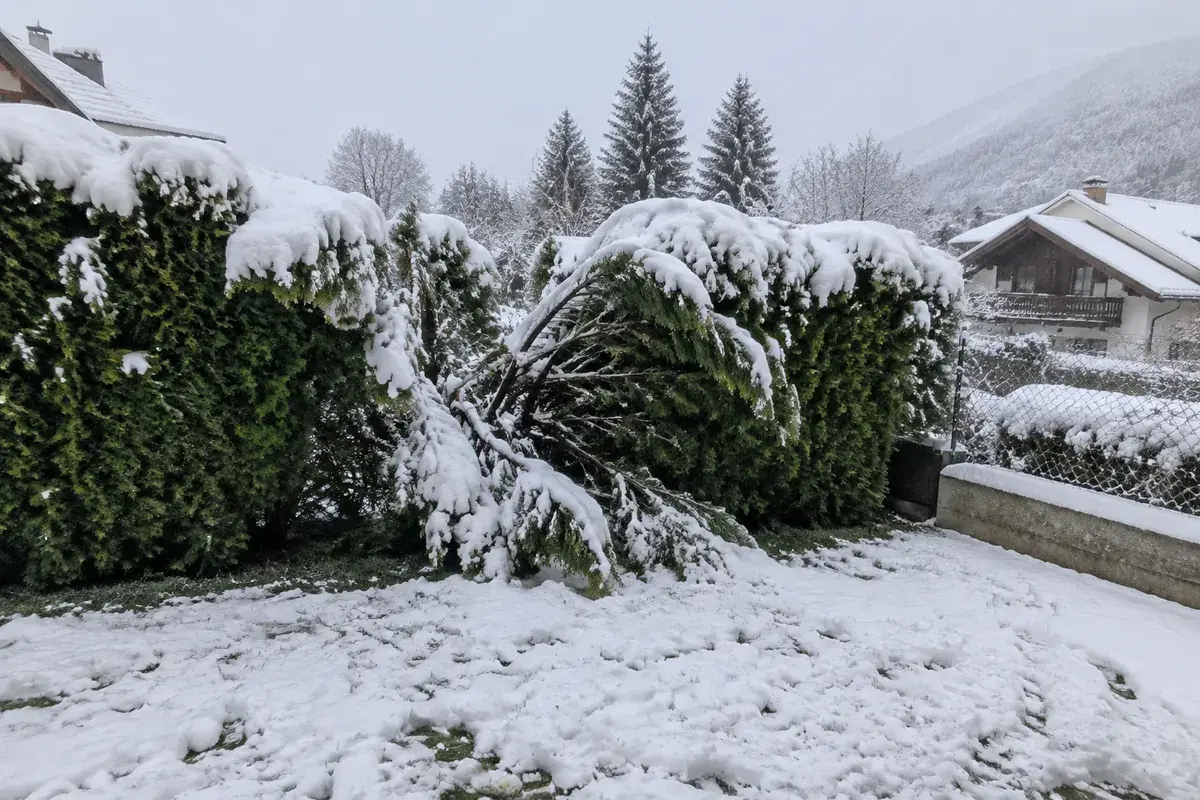 Haie de thuyas ouverte et couchée par une neige lourde et mouillée, neige sur la pelouse et la clôture, maisons et sapins derrière