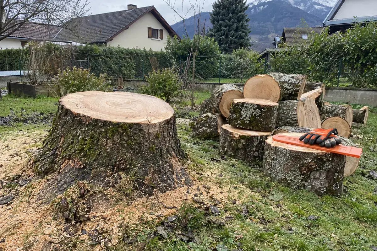 Souche d’un frêne fraîchement abattu dans un jardin, sciure sur l’herbe, rondins empilés, gants et protège-chaîne posés dessus