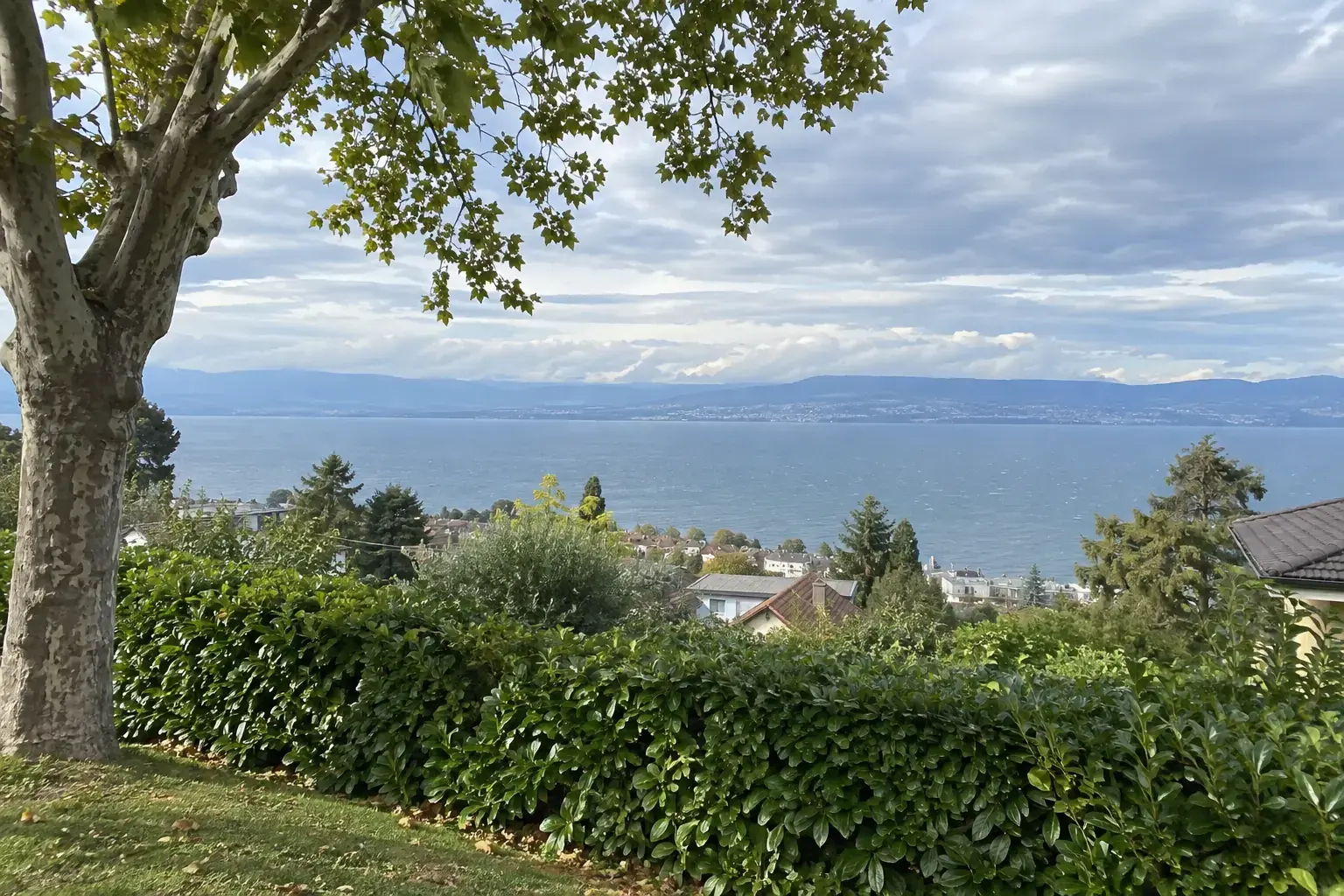 Jardin sur les hauteurs de Thonon-les-Bains : haie de laurier taillée, grand platane, le Léman bleu-gris au-delà des toits et la rive suisse au loin, ciel voilé