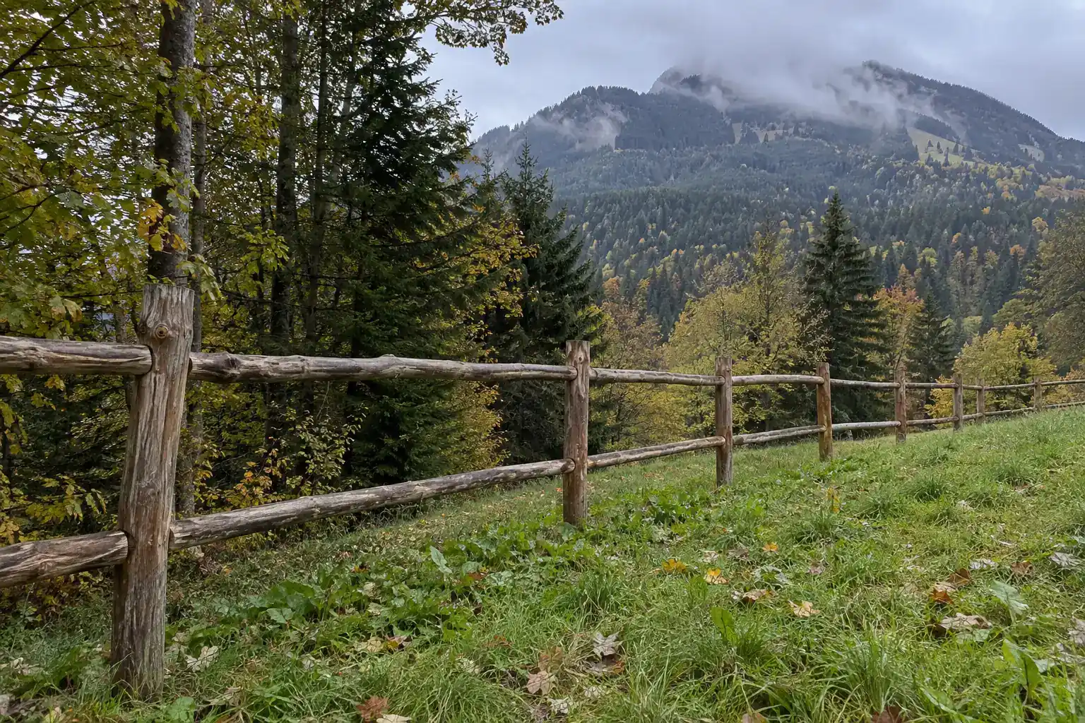 Clôture en bois de châtaignier à lisses en lisière d’une forêt de hêtres et d’épicéas, la lisse basse levée au-dessus de l’herbe, montagne dans les nuages au fond