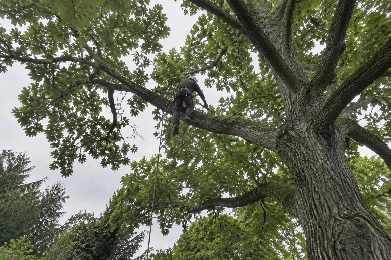 Vue depuis la pelouse vers la couronne d’un grand chêne : un élagueur casqué et encordé, de dos, scie une branche, la corde descend jusqu’au sol