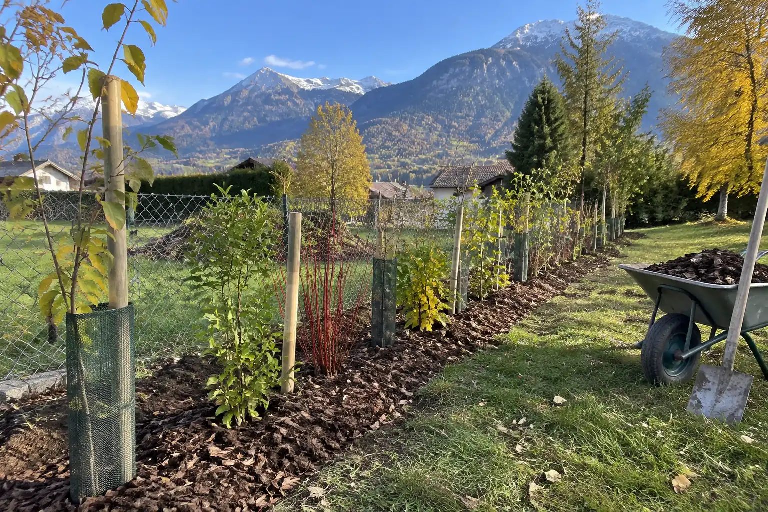 Haie champêtre fraîchement plantée le long d’une limite de jardin : jeunes charmes, noisetiers et cornouillers tuteurés dans un paillis d’écorce, bêche et brouette, collines au fond